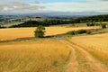 DurhamÃ¢â¬â¢s golden corn fields.